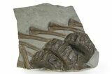 Fossil Ichthyosaur (Stenopterygius) Vertebrae & Ribs - Germany #351036-1